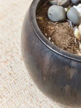 Load image into Gallery viewer, Glazed Ceramic Bowl Planter