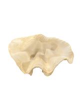 Load image into Gallery viewer, Fluted Clam Seashell