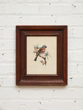 Load image into Gallery viewer, Vintage Bird