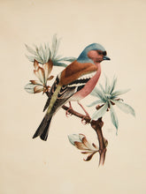 Load image into Gallery viewer, Vintage Bird