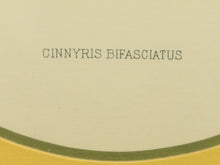 Load image into Gallery viewer, Vintage Birds by George Edwards