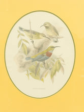 Load image into Gallery viewer, Vintage Birds by George Edwards