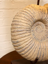 Load image into Gallery viewer, Ammonite Fossil Table Lamp with Black Drum Shade