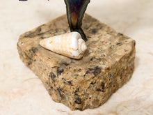 Load image into Gallery viewer, A small white and beige spiral seashell displayed on a rough tan stone block, with a dark metallic object standing behind it on a light beige surface.