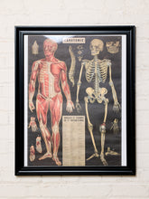 Load image into Gallery viewer, Framed vintage-style French anatomical chart titled L'Anatomie featuring a red human muscular system illustration beside an ivory skeletal figure, smaller scientific diagrams, a black background, white matting, and a black frame.