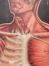 Load image into Gallery viewer, Framed vintage-style French anatomical chart titled L'Anatomie featuring a red human muscular system illustration beside an ivory skeletal figure, smaller scientific diagrams, a black background, white matting, and a black frame.