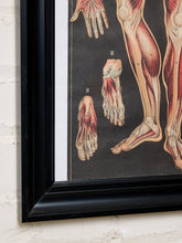 Load image into Gallery viewer, A framed anatomical art print showing human musculature, with detailed illustrations of a foot and lower leg on a dark background, enclosed in a black frame and mounted on a white brick wall.