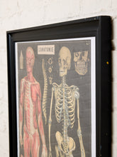 Load image into Gallery viewer, A framed anatomical art print featuring a human skeleton and muscular system on a dark background, mounted on a white brick wall.