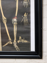 Load image into Gallery viewer, A framed vintage-style anatomical bone print showing human leg, foot, and hand skeletons on a dark background, mounted against a white brick wall.