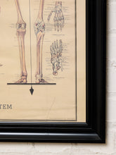 Load image into Gallery viewer, A framed vintage anatomical print of human skeletal systems, showing detailed illustrations of legs, foot, and hand bones on a beige background, enclosed in a black frame against a white brick wall.