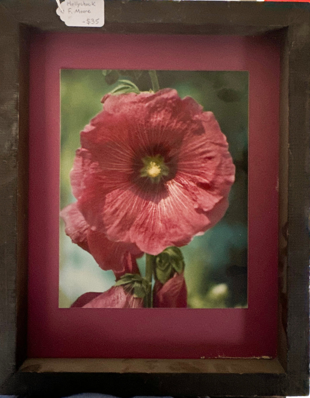 Photograph of a Pink Hollyhock