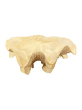 Load image into Gallery viewer, Fluted Clam Seashell
