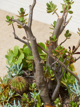 Load image into Gallery viewer, Large White Mid Century Planter with Succulents
