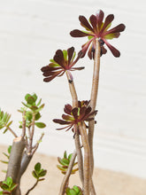 Load image into Gallery viewer, Large White Mid Century Planter with Succulents

