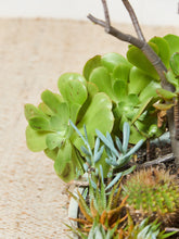Load image into Gallery viewer, Large White Mid Century Planter with Succulents
