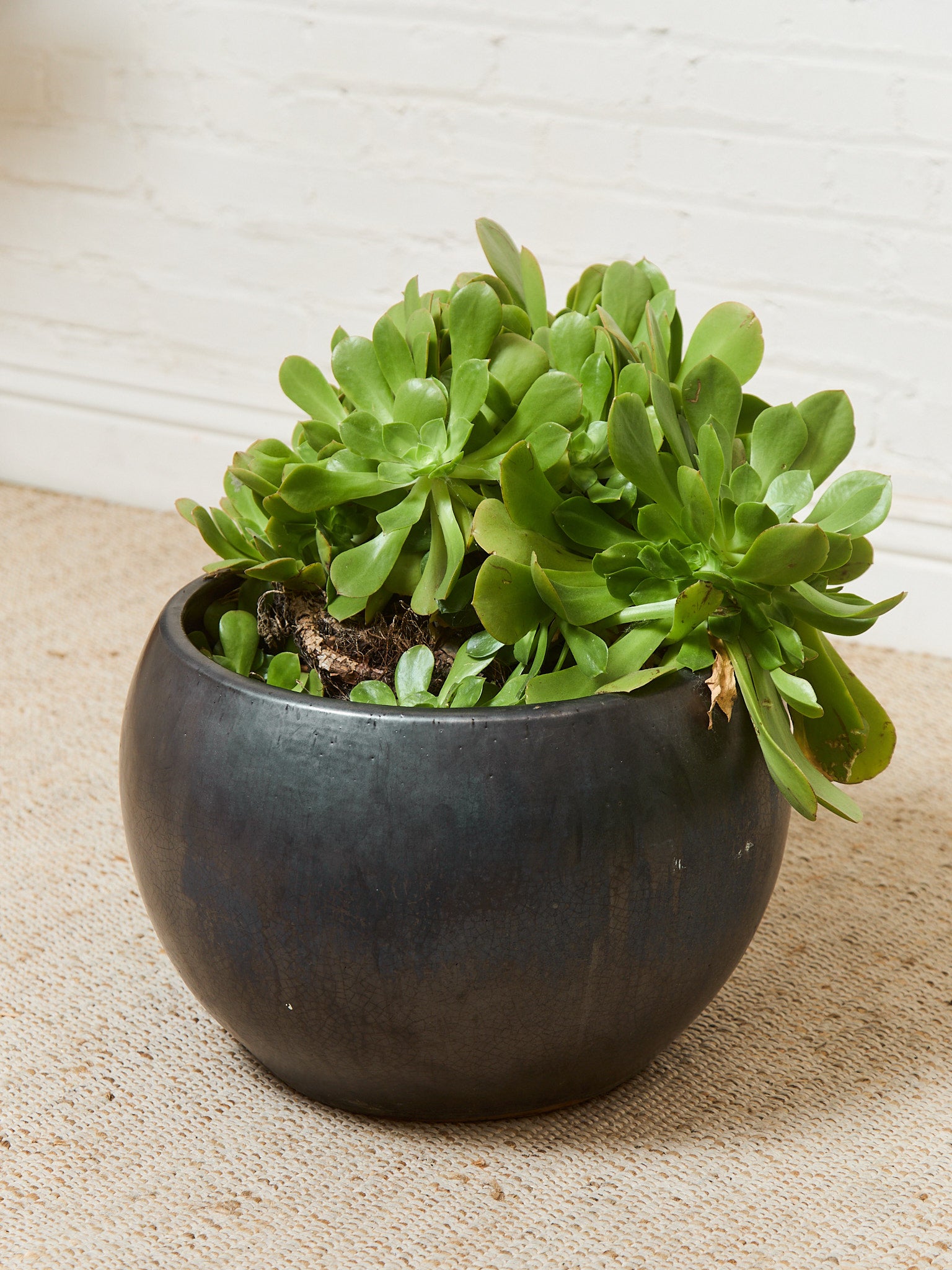 Pots & Planters for the Outdoors | Sunbeam Vintage  Sunbeam Vintage