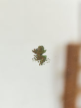 Load image into Gallery viewer, Gold Ornate Mirror
