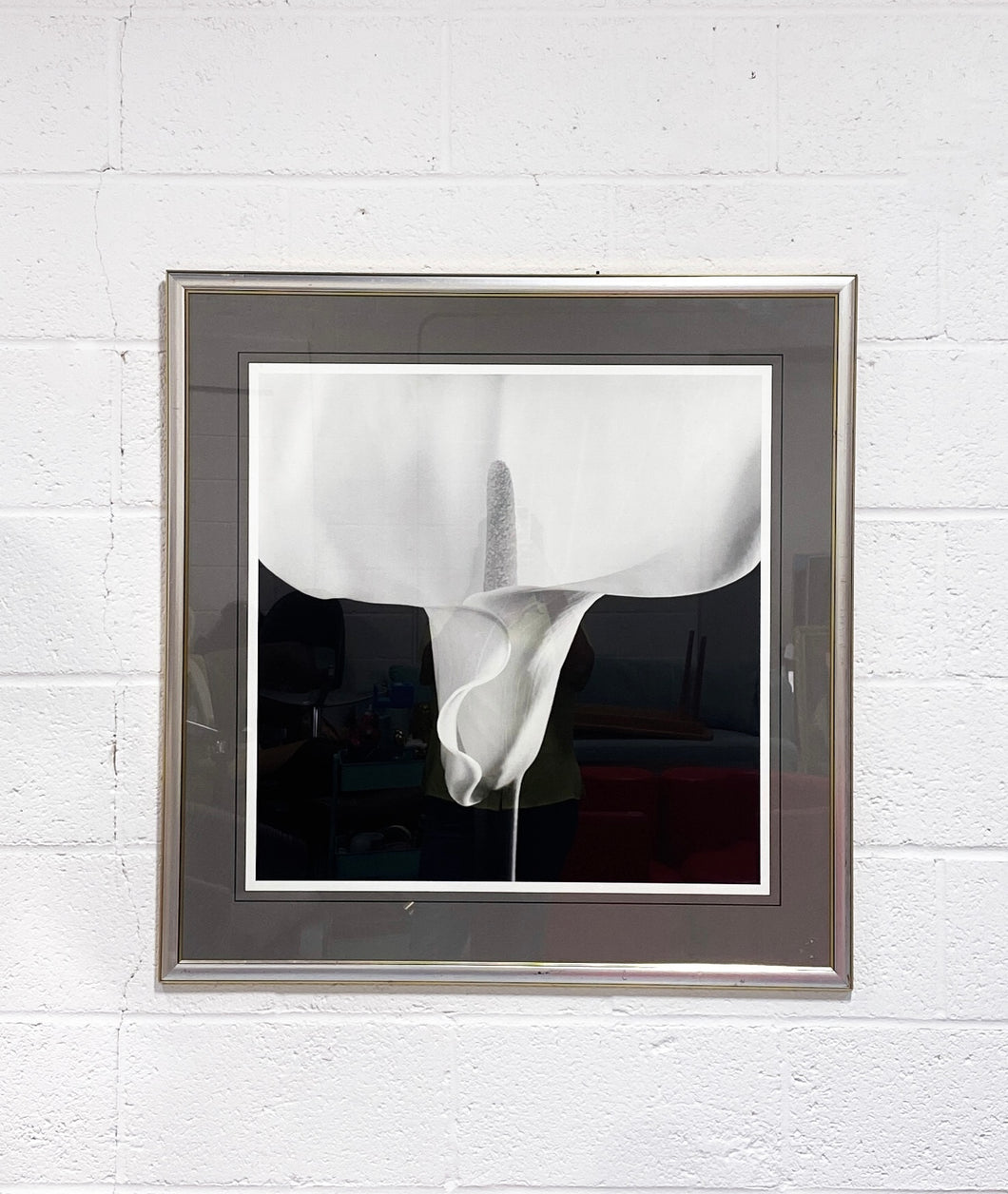 Framed Photo of Calla Lily by Robert Mapplethorpe