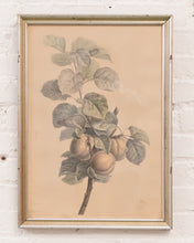 Load image into Gallery viewer, Vintage Fruit Print Framed
