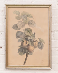 Vintage Fruit Print Framed