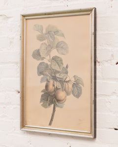 Vintage Fruit Print Framed