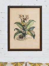 Load image into Gallery viewer, Canna Indica Rubra and Melanzana Fructu Pattido Vintage Print
