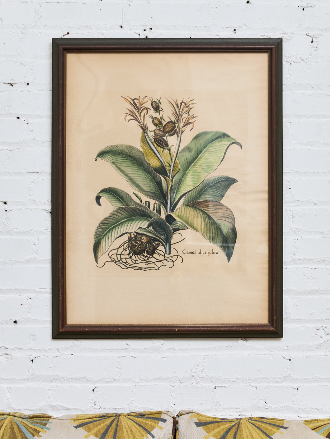 Canna Indica Rubra and Melanzana Fructu Pattido Vintage Print