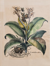 Load image into Gallery viewer, Canna Indica Rubra and Melanzana Fructu Pattido Vintage Print
