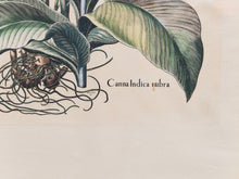 Load image into Gallery viewer, Canna Indica Rubra and Melanzana Fructu Pattido Vintage Print
