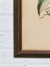 Load image into Gallery viewer, Canna Indica Rubra and Melanzana Fructu Pattido Vintage Print
