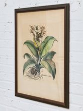Load image into Gallery viewer, Canna Indica Rubra and Melanzana Fructu Pattido Vintage Print
