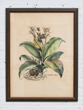 Load image into Gallery viewer, Canna Indica Rubra and Melanzana Fructu Pattido Vintage Print
