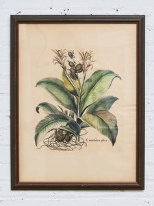 Canna Indica Rubra and Melanzana Fructu Pattido Vintage Print