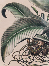 Load image into Gallery viewer, Canna Indica Rubra and Melanzana Fructu Pattido Vintage Print
