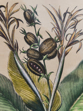 Load image into Gallery viewer, Canna Indica Rubra and Melanzana Fructu Pattido Vintage Print
