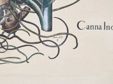 Load image into Gallery viewer, Canna Indica Rubra and Melanzana Fructu Pattido Vintage Print
