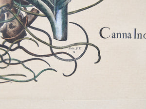 Canna Indica Rubra and Melanzana Fructu Pattido Vintage Print