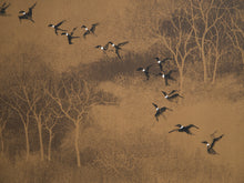 Load image into Gallery viewer, Flight Through Winter Silence
