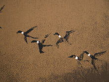 Load image into Gallery viewer, Flight Through Winter Silence
