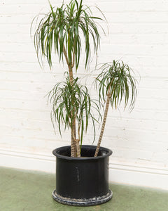 Black Vintage Planter