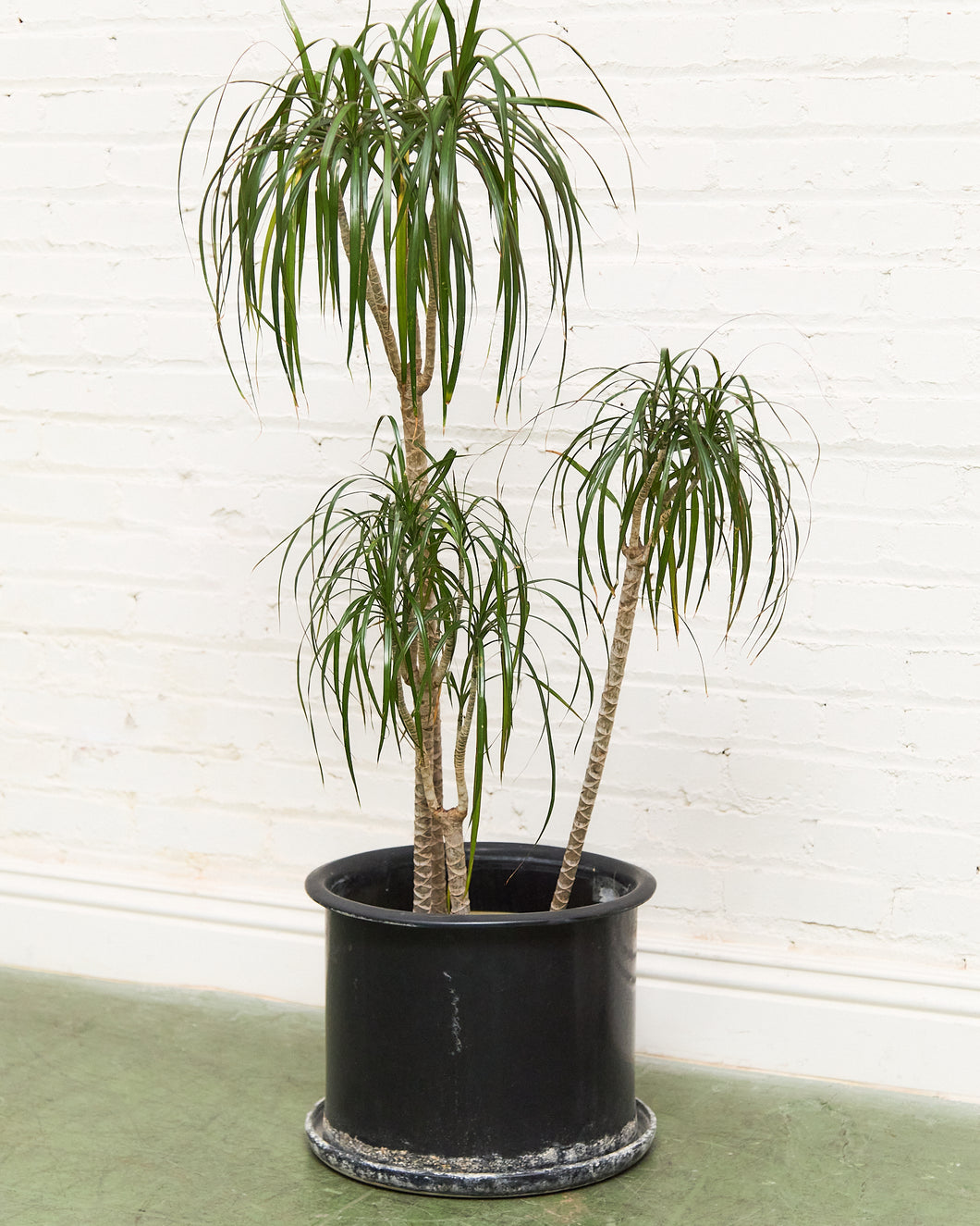 Black Vintage Planter