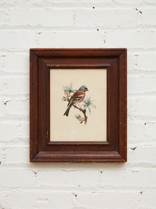 Vintage Bird