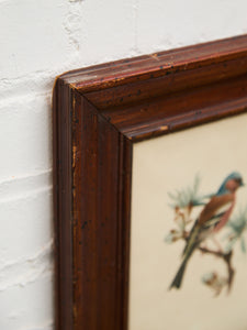 Vintage Bird