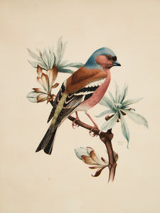 Vintage Bird