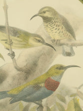 Load image into Gallery viewer, Vintage Birds by George Edwards
