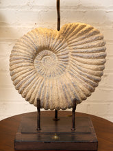 Load image into Gallery viewer, Ammonite Fossil Table Lamp with Black Drum Shade
