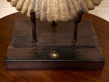 Load image into Gallery viewer, Ammonite Fossil Table Lamp with Black Drum Shade
