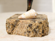 Load image into Gallery viewer, A small white seashell with tan markings rests on a rough rectangular stone block, with a dark leafy stem visible behind it against a soft neutral background.
