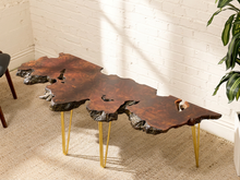 Load image into Gallery viewer, A rustic live-edge wooden coffee table with a rich brown and reddish-brown grain, supported by four slim gold metal hairpin legs, set in a bright room with a white brick wall and beige carpet.
