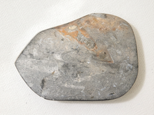 Load image into Gallery viewer, A natural gray stone or polished rock specimen with a rough organic pattern and orange-brown mineral inclusions, photographed on a white textured background.
